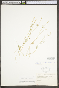 Polygala verticillata image