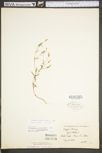 Polygala verticillata image