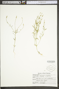 Polygala verticillata image