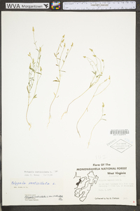 Polygala verticillata image