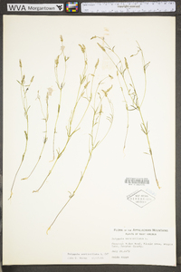 Polygala verticillata image