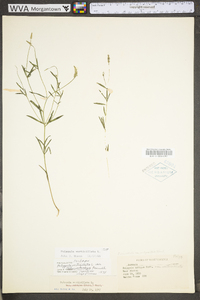 Polygala verticillata image