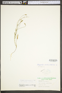 Polygala verticillata image