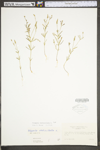 Polygala verticillata image