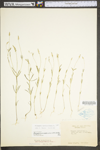 Polygala verticillata image