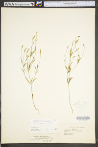 Polygala verticillata image