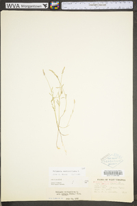 Polygala verticillata image