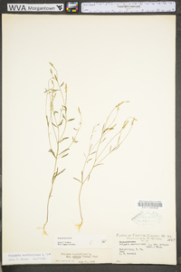 Polygala verticillata image