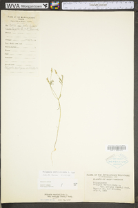 Polygala verticillata image