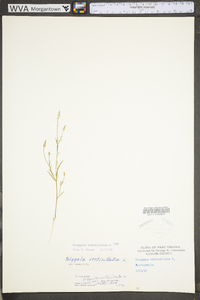 Polygala ambigua image