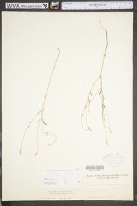 Polygala ambigua image