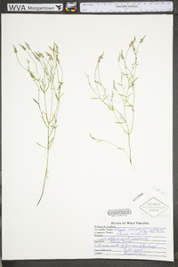 Polygala verticillata image