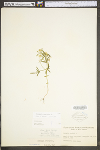 Polygala cruciata image