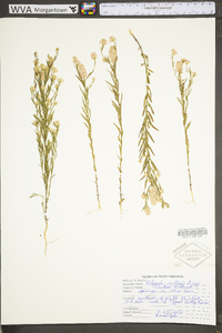 Polygala curtissii image