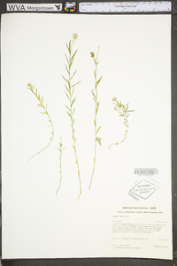 Polygala curtissii image