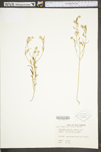 Polygala curtissii image