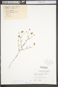 Polygala curtissii image