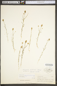 Polygala curtissii image