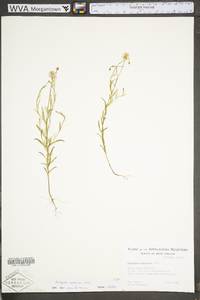 Polygala curtissii image