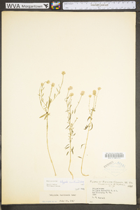 Polygala curtissii image