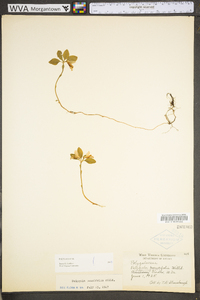 Polygaloides paucifolia image