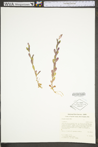 Polygala polygama image