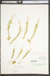 Polygala polygama image