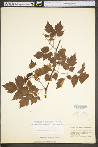 Ampelopsis arborea image