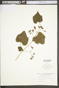 Ampelopsis cordata image