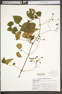 Ampelopsis cordata image