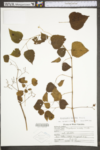 Ampelopsis cordata image