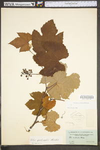 Vitis aestivalis var. bicolor image