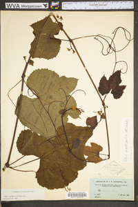 Vitis aestivalis var. bicolor image