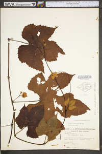 Vitis aestivalis var. bicolor image