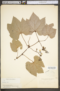 Vitis aestivalis var. bicolor image