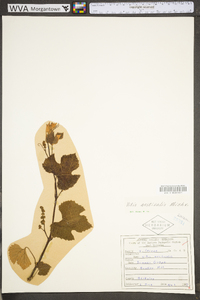 Vitis aestivalis var. bicolor image