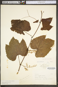 Vitis aestivalis var. bicolor image