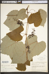 Vitis aestivalis var. bicolor image