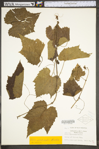 Vitis aestivalis var. bicolor image