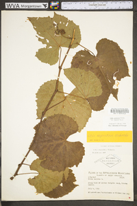 Vitis aestivalis var. bicolor image