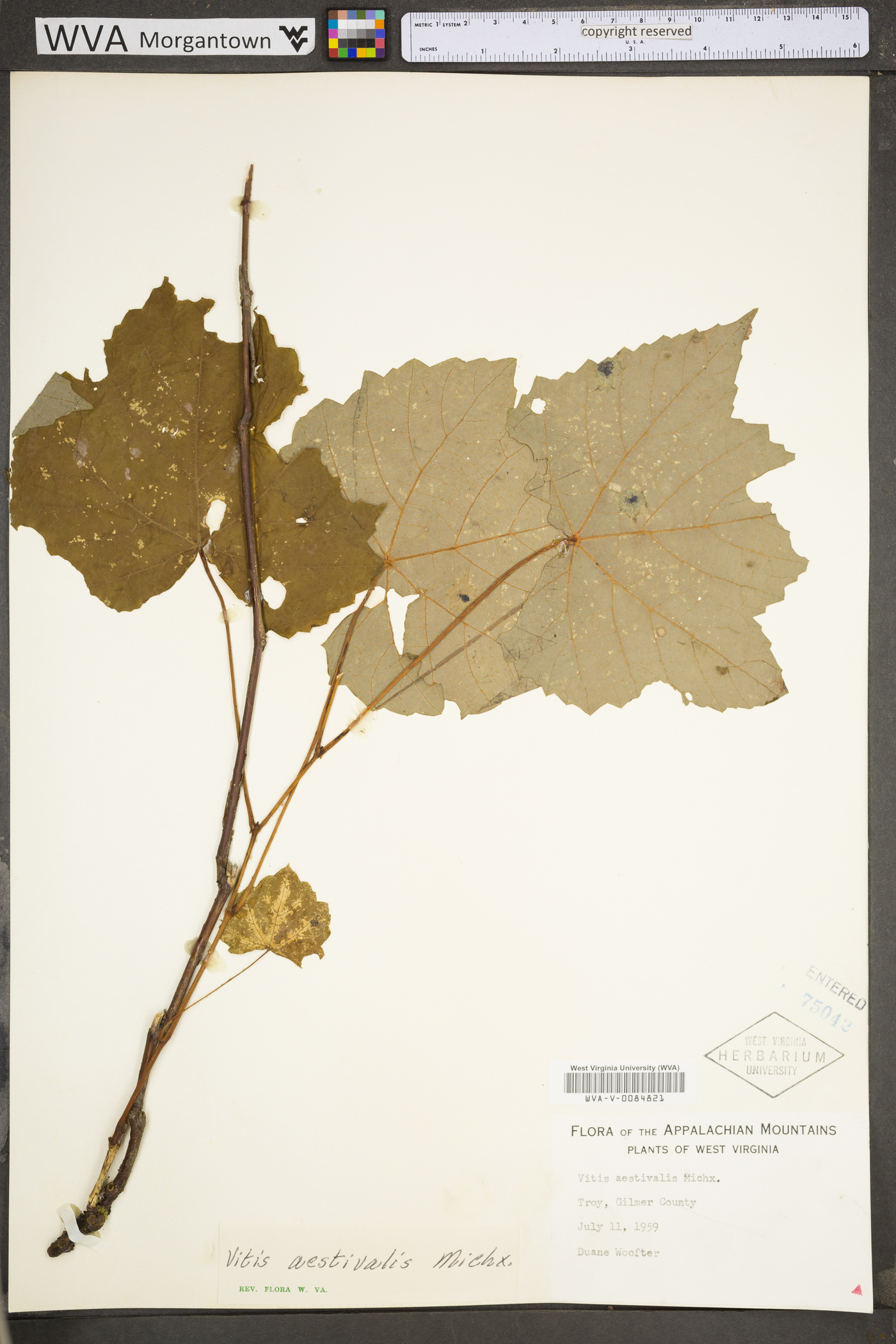 Vitis aestivalis var. bicolor image