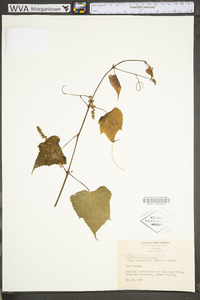 Vitis aestivalis var. bicolor image