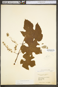 Vitis aestivalis var. bicolor image