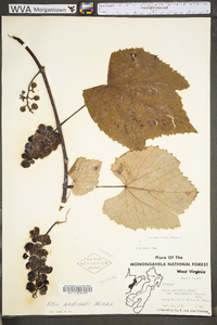 Vitis aestivalis var. bicolor image