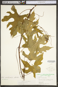 Vitis aestivalis var. bicolor image