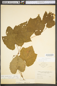 Vitis aestivalis var. bicolor image