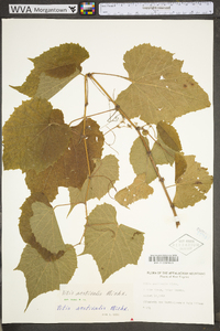 Vitis aestivalis var. bicolor image