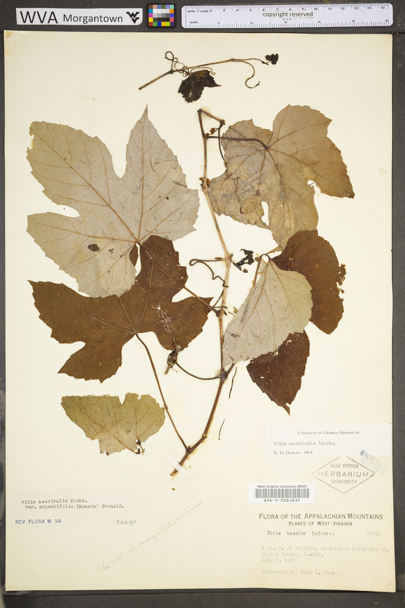 Vitis aestivalis var. bicolor image