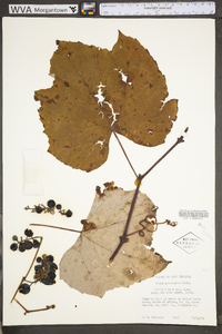 Vitis aestivalis var. bicolor image