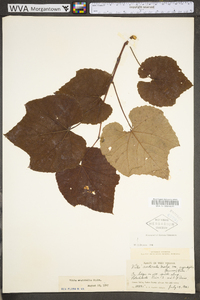 Vitis aestivalis var. bicolor image